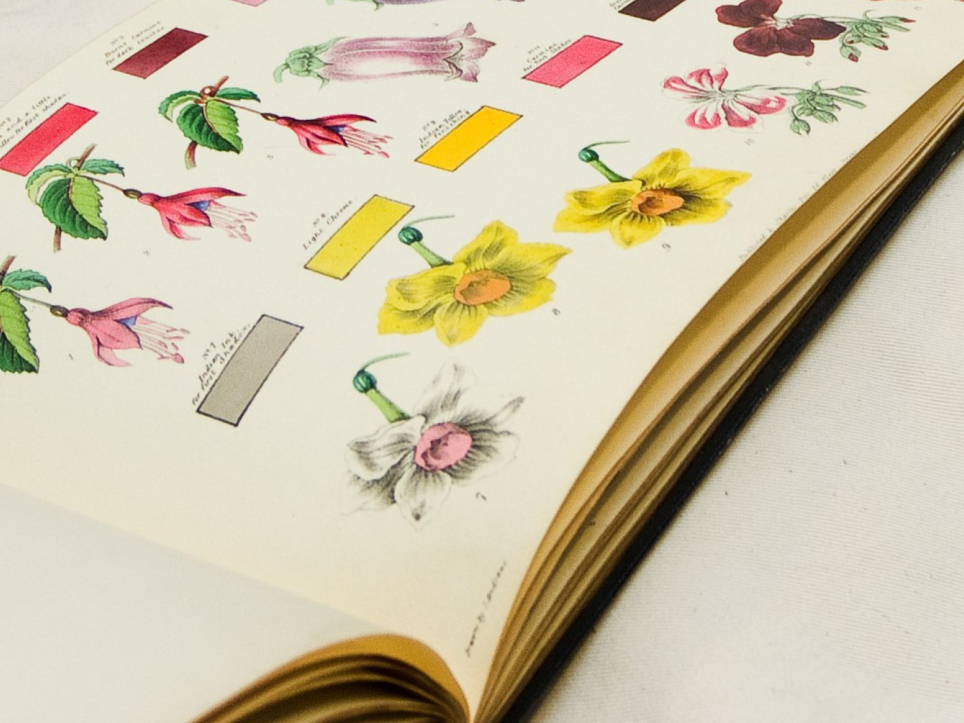 Open book with flower illustrations